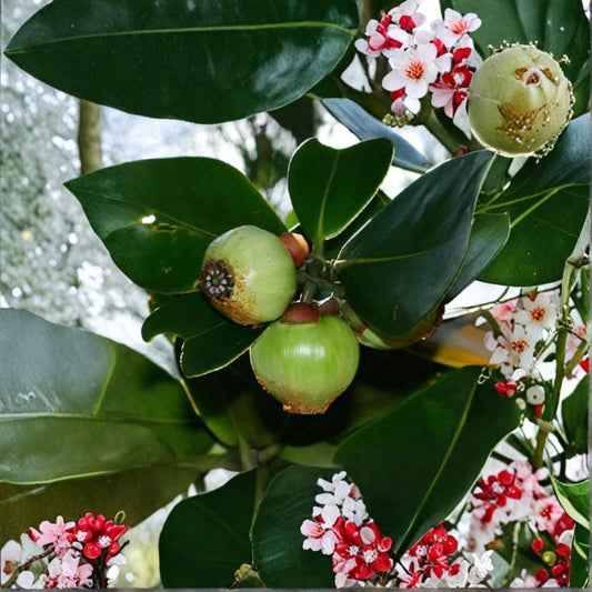 Autograph Tree Seeds – Clusia rosea Major | 10 Seeds | Tropical Exotic Tree | Bonsai & Indoor Plant Starter
