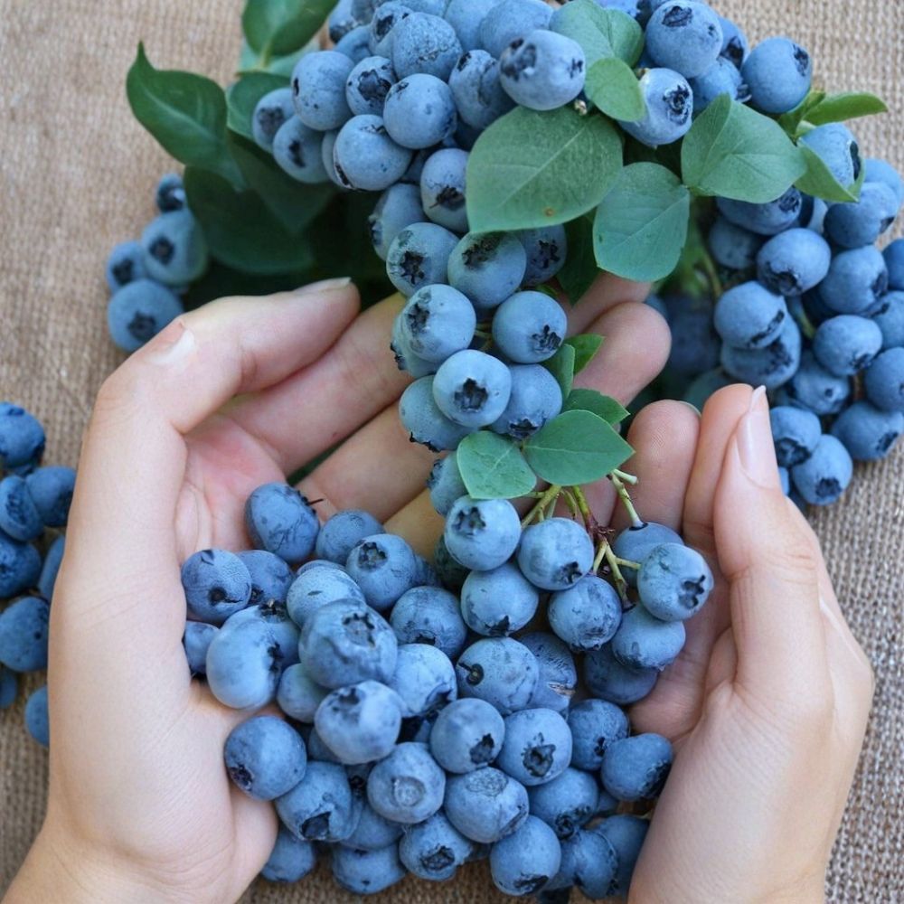 Blue Jay Blueberry Plant – Vaccinium ‘Blue Jay’ Live Bush | 2.5 Quart Pot | Sweet Large Berries | Cold Hardy Fruit Plant | Garden & Container Friendly