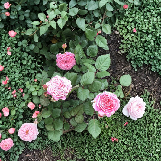 Queen of Elegance Rose – 4 Cuttings (10 Inches) | Fragrant Rose Variety | Fast Growing & Easy to Root | Garden Favorite