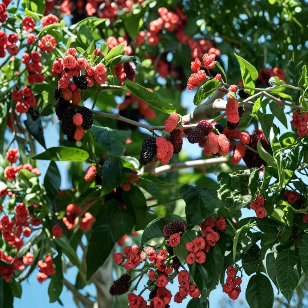 Dwarf Everbearing Mulberry Tree – Live Starter Plant | 3–15 Inches Tall | Fast Fruiting Mulberry | Edible Fruit Tree | Container Friendly