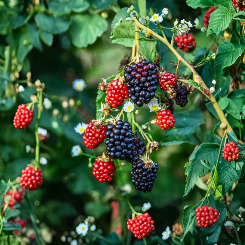 Triple Crown Thornless Blackberry Plants – Rubus fruticosus Live Starters | Set of 2 | 4–6 Inch Tall | Large Sweet Berries | Rooted Plants No Pot