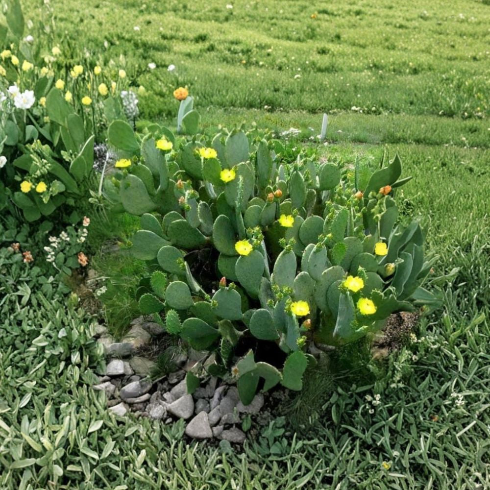Spineless Prickly Pear – Opuntia cacanapa ‘Ellisiana’ Live Cactus Pads | Fresh Cuttings | Easy to Root  Edible Nopales | Thorn-Reduced Variety | Sun Loving