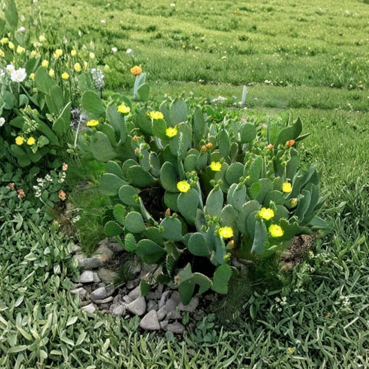 Spineless Prickly Pear – Opuntia cacanapa ‘Ellisiana’ Live Cactus Pads | Fresh Cuttings | Easy to Root  Edible Nopales | Thorn-Reduced Variety | Sun Loving