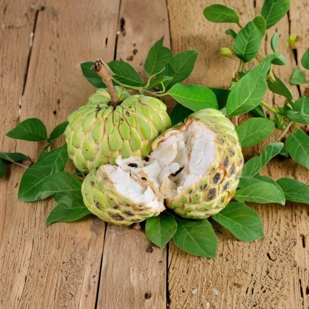 Sugar Apple Tree – Annona squamosa Live Seedling | 5–8 Inches Tall | Sweetsop Tropical Fruit Plant | Container Friendly