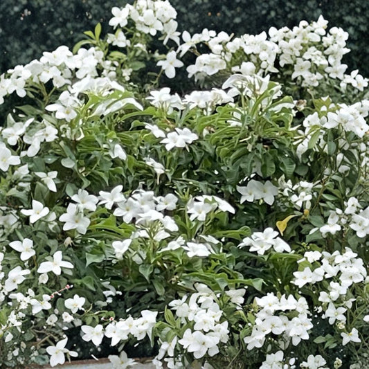 Bridal Bouquet Plumeria Cuttings – 3 Unrooted Cuttings | 8–10 Inch Plumeria pudica | White Flower Frangipani | Tropical Plant | Easy to Grow