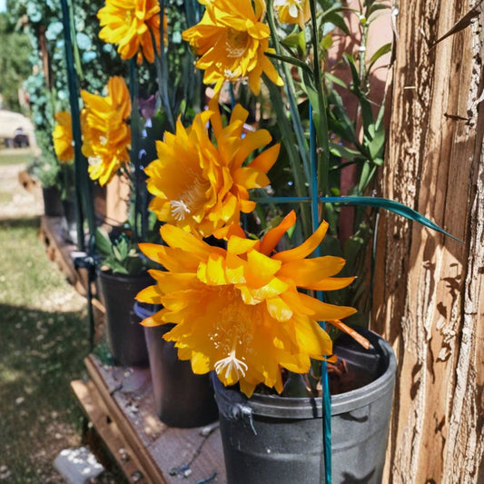 Epiphyllum “Yellow Tang” – 8–10 Inch Unrooted Cuttings | Rare Orchid Cactus Hybrid | Large Yellow Blooming Night Cactus