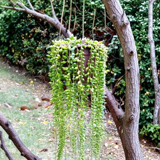 String of Pearls – 30 Cuttings Lot | Senecio Rowleyanus Trailing Succulent | Hanging Plant Bulk Starter | Easy to Grow