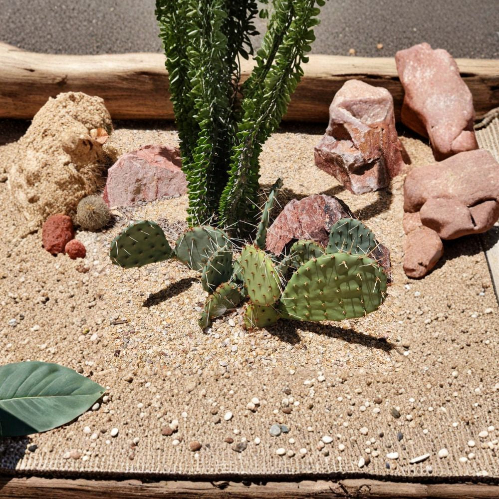 Plains Prickly Pear – Opuntia macrorhiza (Flagstaff, AZ) Live Cactus Pad | Native Arizona Variety | Ready to Root  Cold Hardy Opuntia | High Elevation Cactus | Easy Care