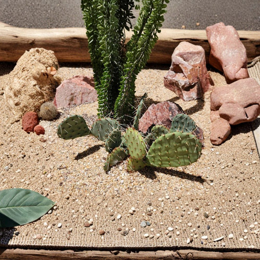 Plains Prickly Pear – Opuntia macrorhiza (Flagstaff, AZ) Live Cactus Pad | Native Arizona Variety | Ready to Root  Cold Hardy Opuntia | High Elevation Cactus | Easy Care