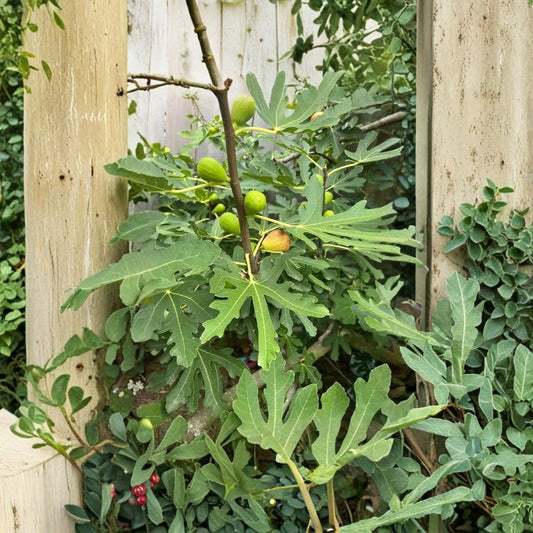 Brunswick Fig – 5 Cuttings (6–8 Inches) + Willow Water Starter | Ficus carica | Sweet Brown Fig Tree | Easy Rooting Variety