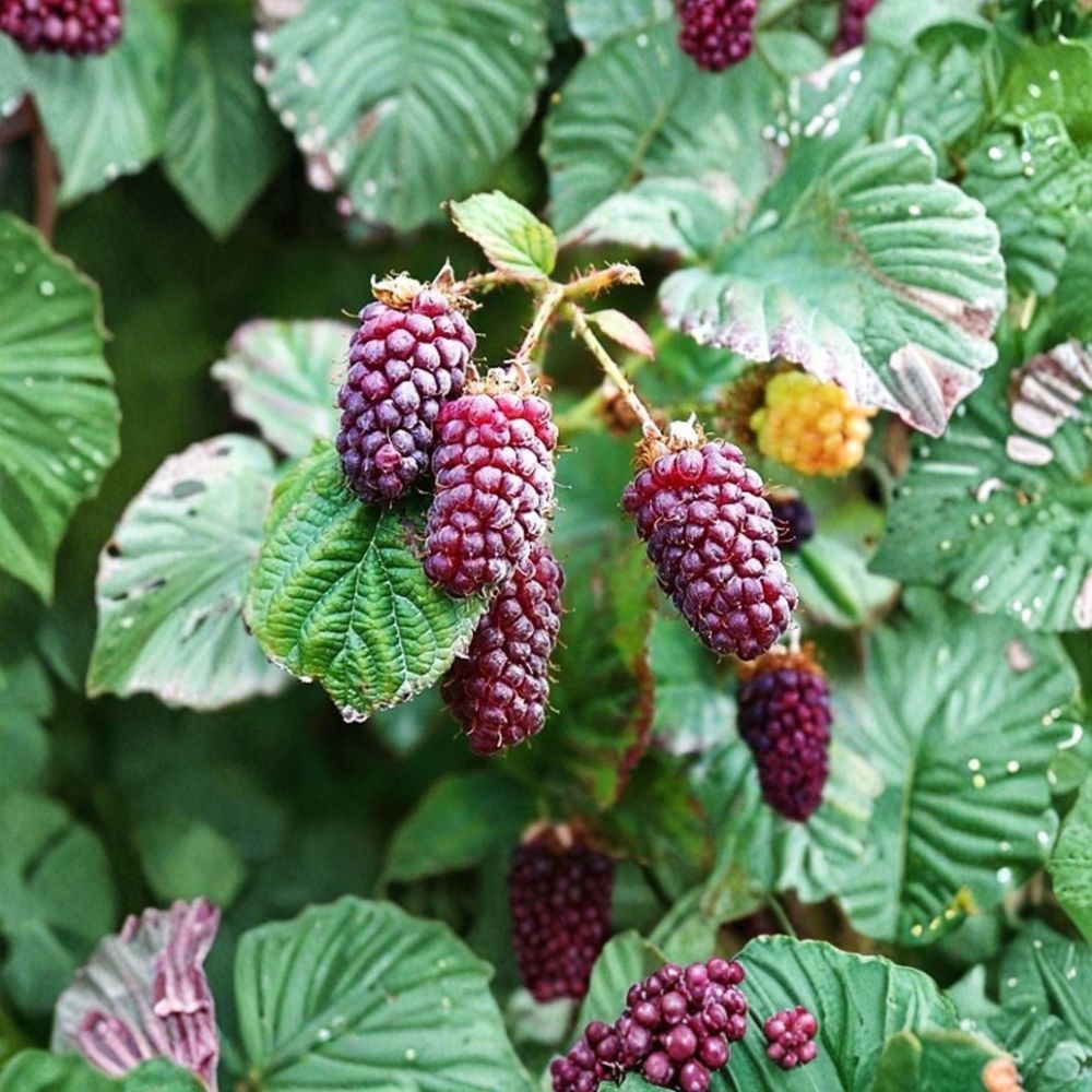 Tayberry Plant – Raspberry Blackberry Hybrid Live Plant | 1–2 Year Old Berry Plant | Large Sweet-Tart Berries | Easy Garden Grower | Bare Root
