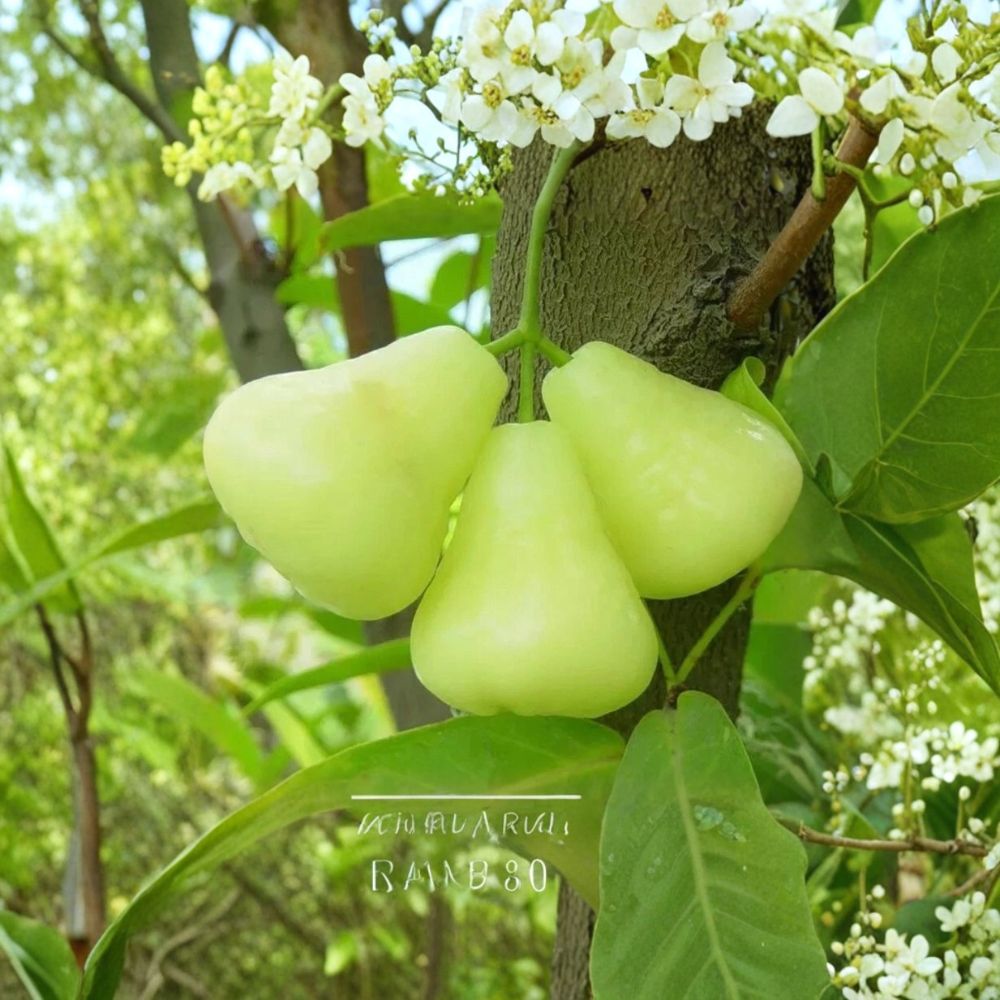 Green Wax Apple Tree – Syzygium samarangense Live Plant | Almost 3 Feet Tall | Air-Layered Jambu Fruit Tree | Tropical Garden Tree
