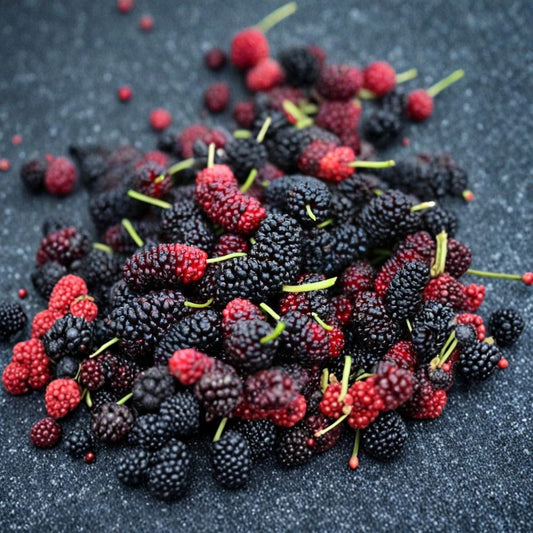Illinois Everbearing Mulberry Cuttings – 6 Pack | 4–6 Inch Fresh Dormant Cuttings | Morus alba Fruit Tree Starter | Easy to Grow
