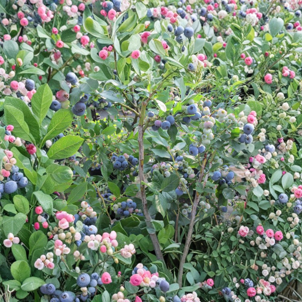 Tifblue Blueberry Plant – Vaccinium ashei Live Fruit Bush | 1 Gallon Pot | 24–30 Inches Tall | Rabbiteye Blueberry | Heat Tolerant Garden Berry Plant