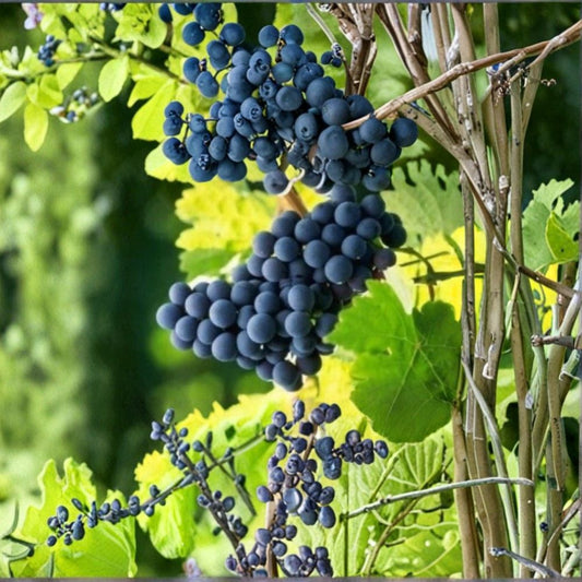 Seedless Concord Grape Cuttings – 5 Unrooted Cuttings | Organic Grape Vine | Table Juice Jelly Variety | Cold Hardy | Easy to Grow