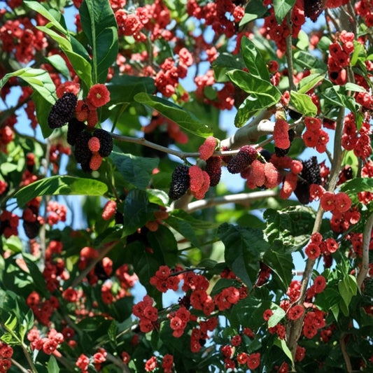 Illinois Everbearing Mulberry Seeds – Morus alba × Morus rubra | 20 Seeds Pack | Sweet Berry Fruit Tree | Backyard Orchard Starter | Easy to Grow