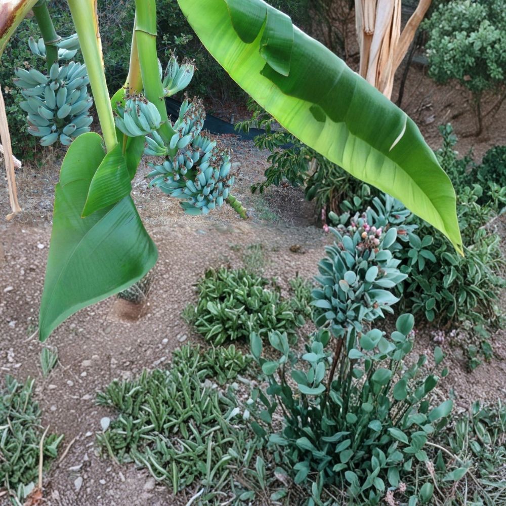 Blue Java Banana Plant – Ice Cream Banana Tree Live Starter | Rooted Musa Plant in Pot | Tropical Fruit Plant | Sweet Creamy Banana | Easy to Grow