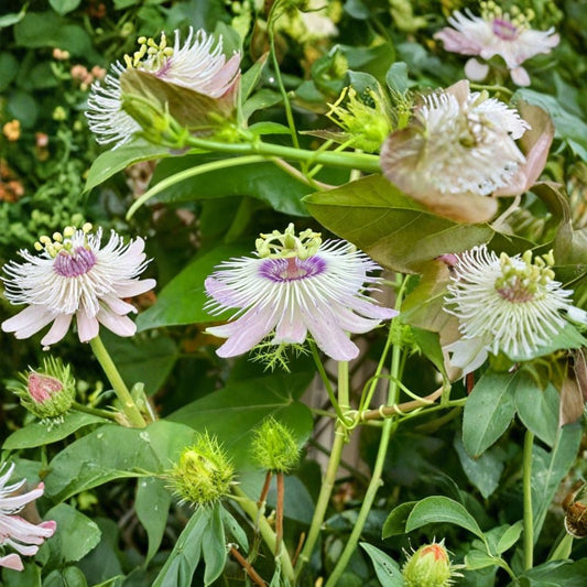 Passiflora incarnata – 15 Cuttings (7 Inches) | Passionflower Vine | Hardy Edible & Medicinal Plant | Fast Growing Climber