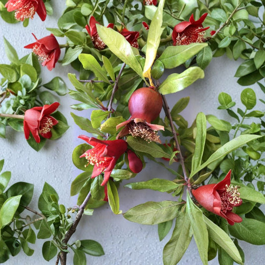 Wonderful Pomegranate Cuttings – 15 Pack | 6–8 Inch Fresh Unrooted Cuttings | Punica granatum Fruit Tree Starter | Easy to Grow