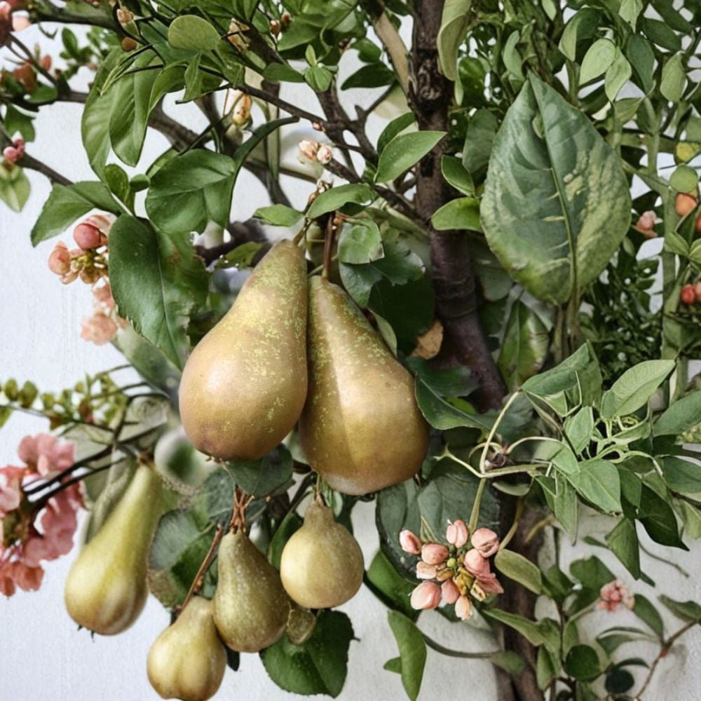 Conference Pear – Pyrus communis ‘Conference’ Fruit Tree Seeds | 25+ Count | Cold Hardy Variety  Backyard Orchard | Sweet Juicy Pears | Grow From Seed