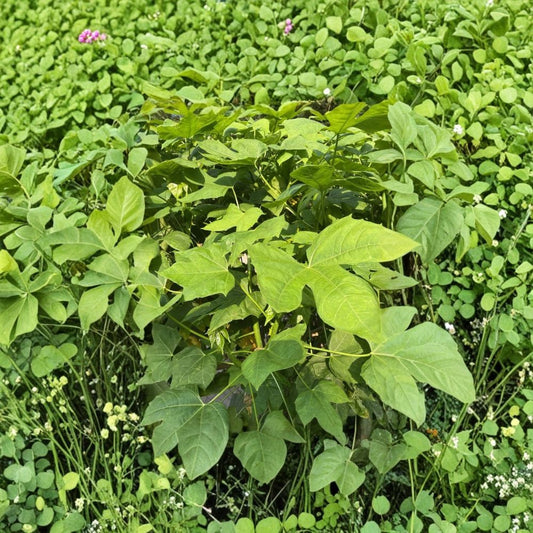 Chaya Tree Spinach Cuttings – 10 Unrooted Cuttings | Cnidoscolus aconitifolius | Maya Superfood Plant | Fast Growing Edible Plant | Tropical Garden