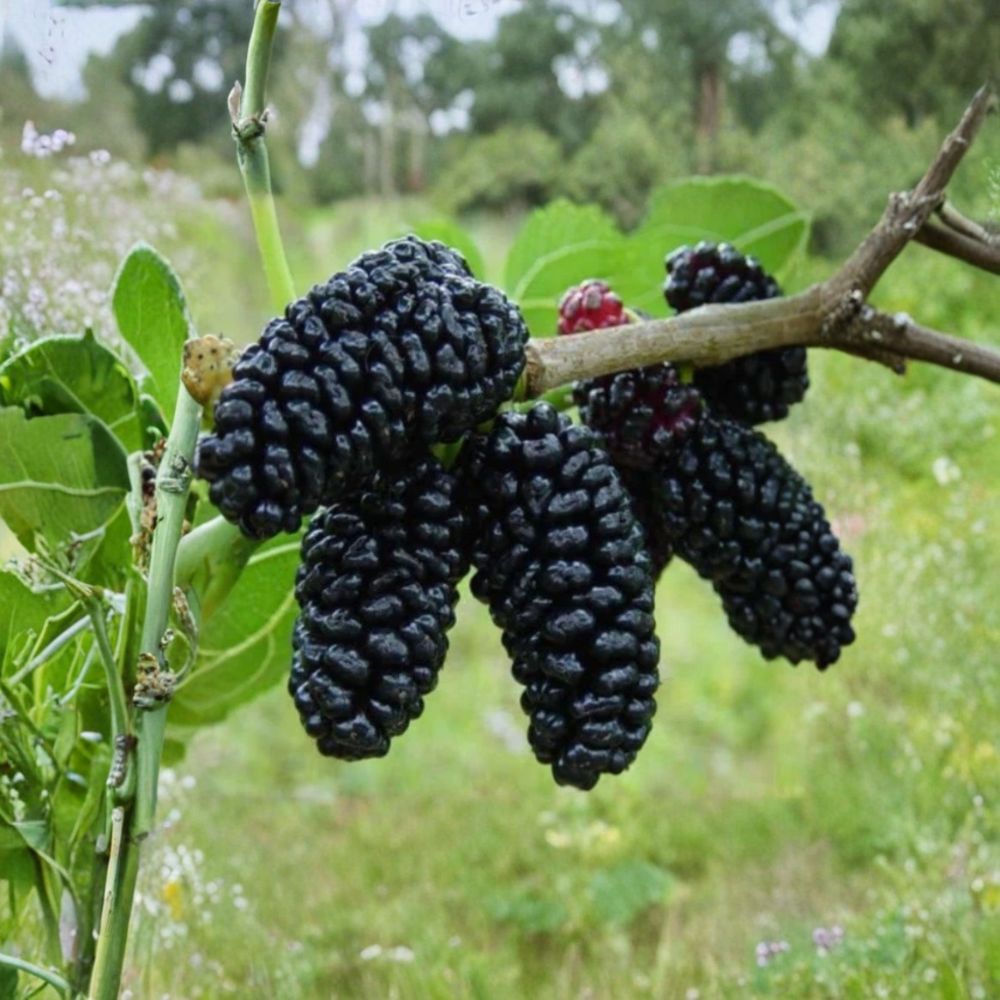 Dwarf Mulberry Tree – Morus Live Starter Plant | 5–8 Inch Tall | Sweet Berry Fruit Tree | Compact Patio & Container Fruit Plant