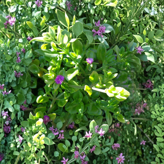 Aptenia cordifolia “Baby Sun Rose” – 10 Cuttings (5–7 Inches) | Purple Pink Ice Plant | Easy Succulent Groundcover
