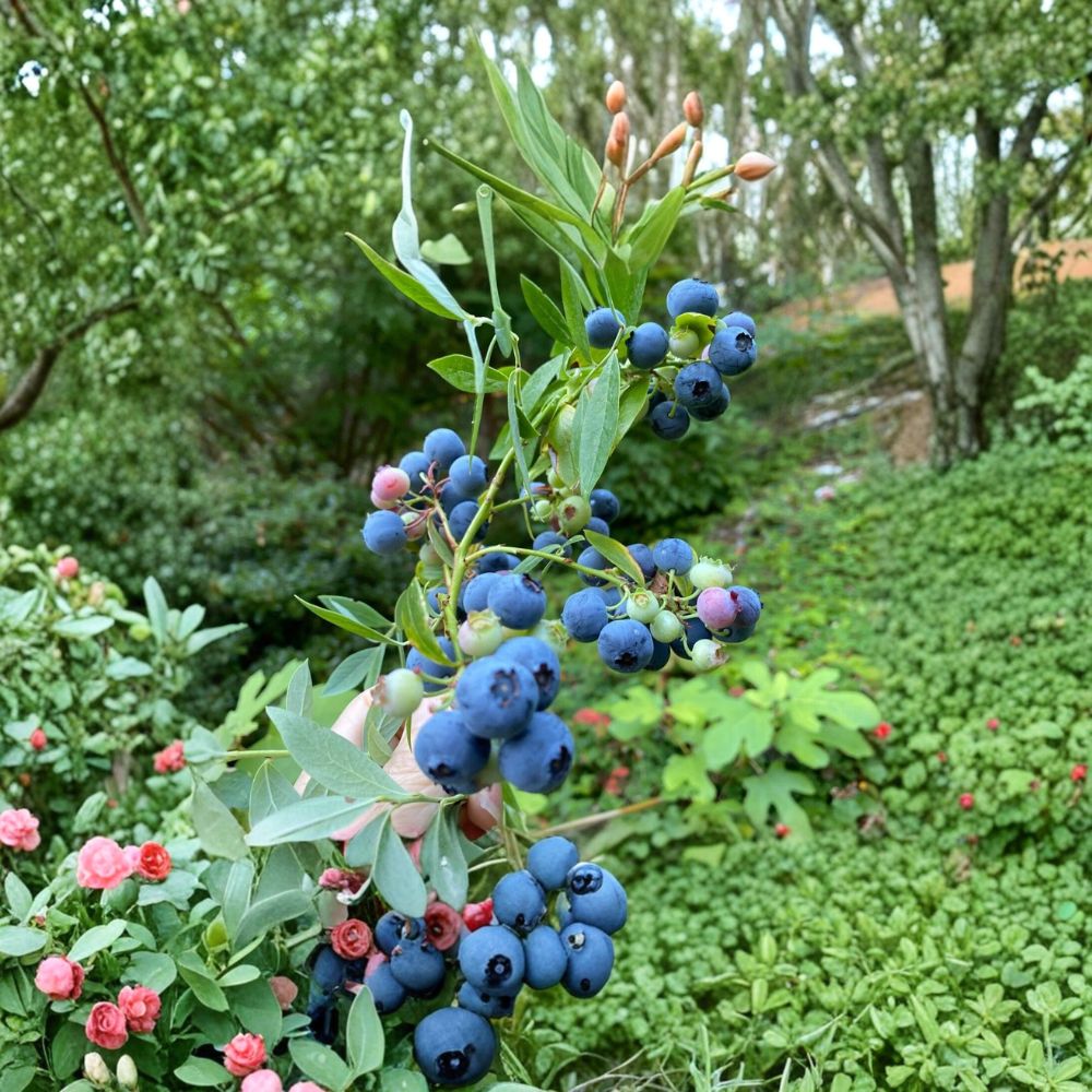 Evergreen Blueberry Cuttings – Live Vaccinium Plant | Set of 4 Propagation Cuttings | Edible Landscape Berry Bush | Red Fall Foliage | Garden Starter