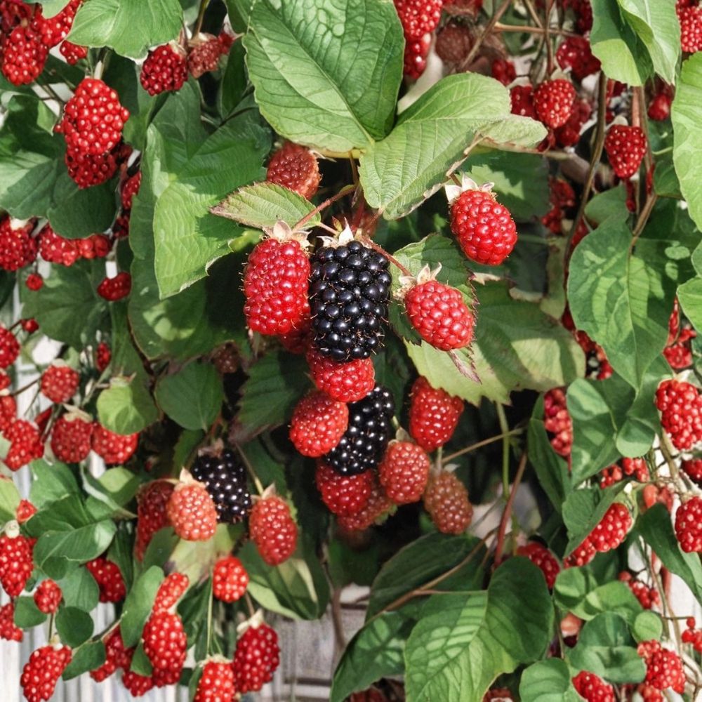 Twilight Thornless Blackberry Plants – Rubus Starter Plugs | Set of 3 | Large Sweet Honey-Flavored Berries | Early Season Variety | Bare Root
