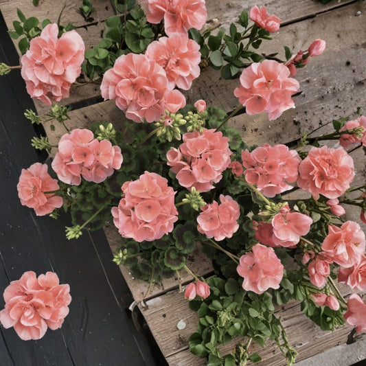 Coral Zonal Geranium Cuttings – 10 Unrooted Cuttings | Pelargonium Flowering Plant | Coral Pink Blooms | Easy to Root | Garden & Container Friendly