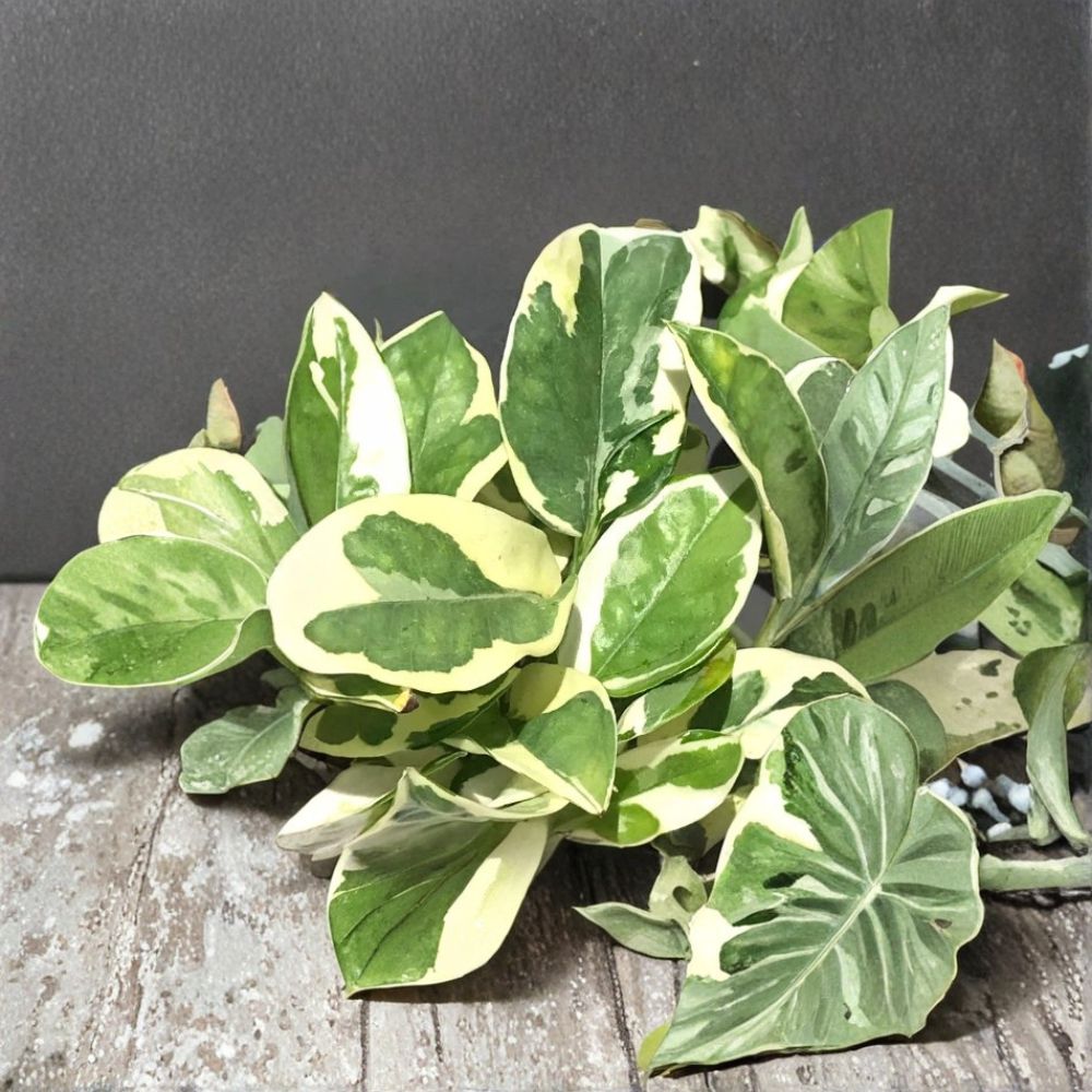 N'Joy Pothos Cuttings – 2 Pack | Epipremnum Aureum Variegated | Rare Devil’s Ivy Plant | Easy Indoor Houseplant Starter