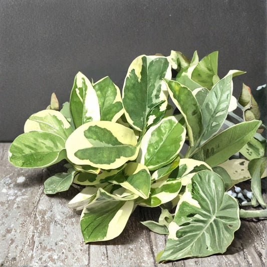 N'Joy Pothos Cuttings – 2 Pack | Epipremnum Aureum Variegated | Rare Devil’s Ivy Plant | Easy Indoor Houseplant Starter