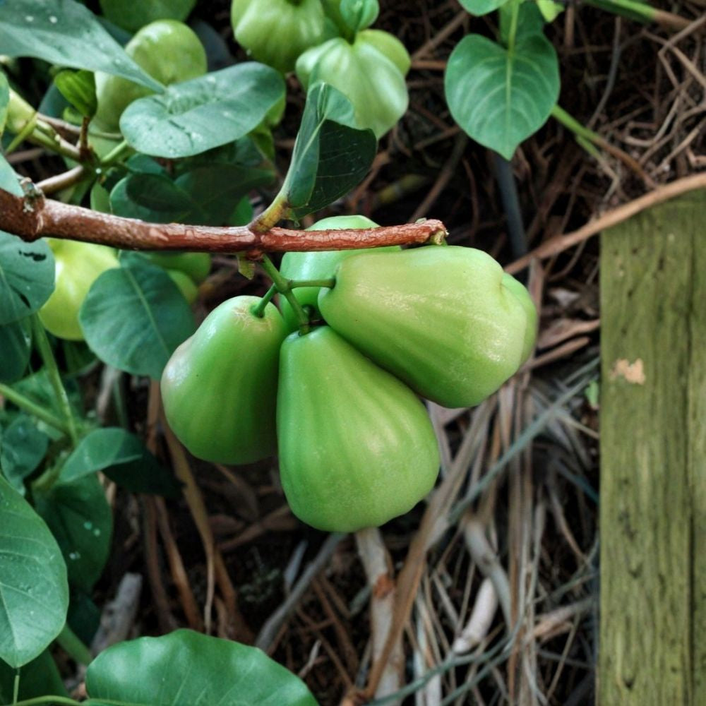 Wax Apple Tree – Green Diamond Variety Live Plant | 3 Feet Tall Air-Layered Tree | Tropical Water Apple Fruit Tree