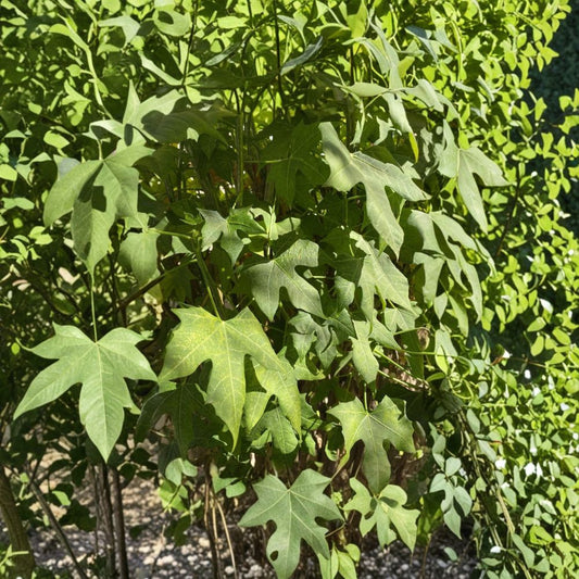 Chaya Plant Cuttings – 5 to 8 Fresh Tree Spinach Cuttings | 10 Inch Cnidoscolus aconitifolius | Superfood Plant | Butterfly Garden Friendly