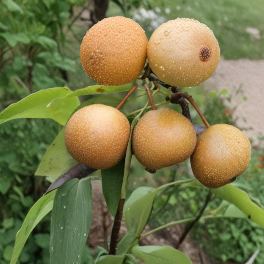 Niitaka Pear – Pyrus pyrifolia 25+ Seeds for Planting | Fresh Seeds | FREE Shipping  Large Asian Pear Variety | Crisp & Juicy Fruit | Backyard Orchard Starter