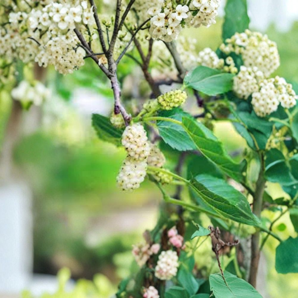 White Mulberry Tree – Morus alba Live Seedlings | 12–24 Inches Tall | Bare Root – No Pot  Fast Growing Fruit Tree | Backyard & Wildlife Friendly | Easy to Grow
