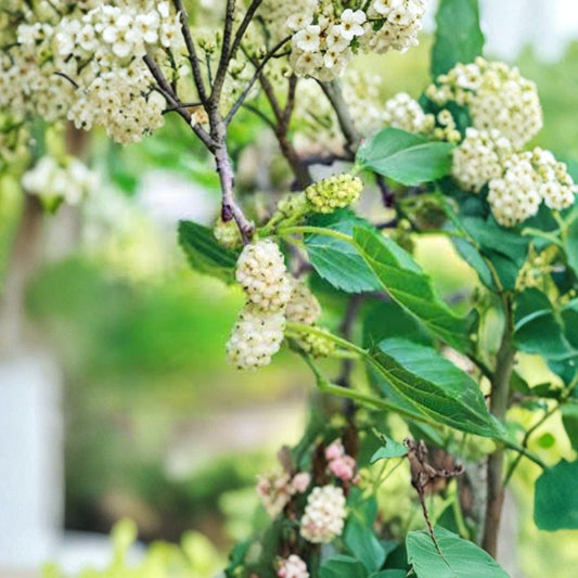 White Mulberry Tree – Morus alba Live Seedlings | 12–24 Inches Tall | Bare Root – No Pot  Fast Growing Fruit Tree | Backyard & Wildlife Friendly | Easy to Grow