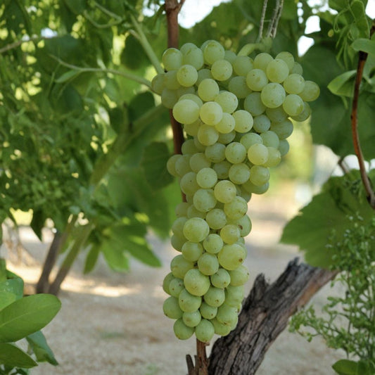 Sweet Seedless Grape Vine – 20 Inch Live Rooted Plant | Green Grape Cutting Ready to Plant | Fast Growing Fruit Vine | Backyard Garden