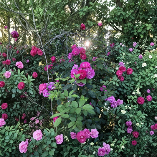 Seven Sisters Rose Cuttings – 6 Unrooted Cuttings | 10 Inch Climbing Rose | Heirloom Rose Variety | Fast Growing | Easy to Root