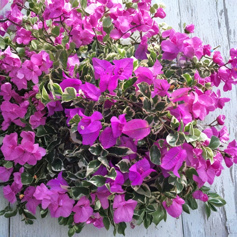 Blueberry Ice Bougainvillea Plants – Variegated Bougainvillea Vine | Set of 2 Live Plants | 4–6 Inches Tall | Purple Tropical Flowering Vine