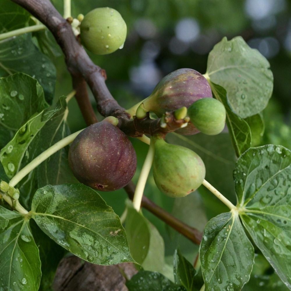 Olympian Fig Tree – Live Plant in Pot (6+ Inches) | Ficus carica | Cold Hardy Sweet Purple Fig | Fruit Tree Starter