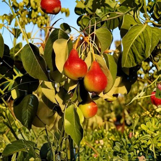 Moonglow Pear Trees – Pyrus communis ‘Moonglow’ Set of 2 Live Trees | 2–3 Ft Tall | Bare Root  Fire Blight Resistant | Mid-Season Harvest | European Pear Variety