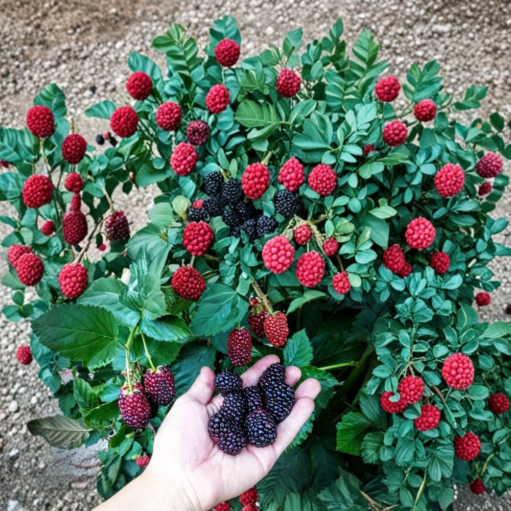 Prime-Ark Freedom Thornless Blackberry Plant – Rubus Live Berry Bush | 1–2 Year Old Well Rooted Plant | Large Sweet Berries | Everbearing Fruit Variety