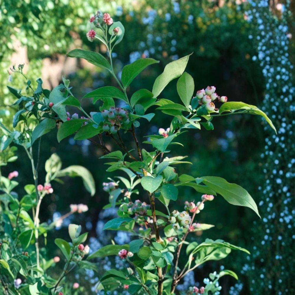 Biloxi Blueberry Plant – Vaccinium corymbosum ‘Biloxi’ Live Fruit Bush | 4–6 Inches Tall | Southern Highbush Berry Plant | Heat Tolerant Garden Shrub