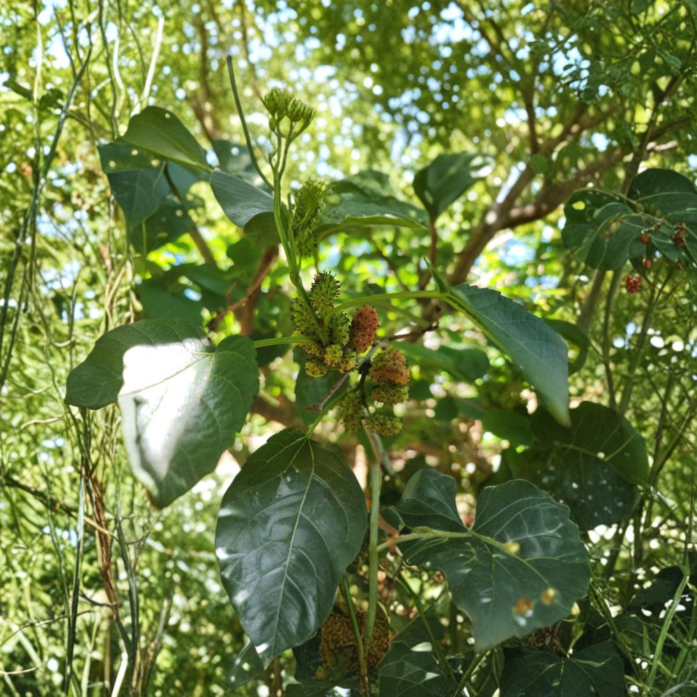 Mulberry Cuttings – Morus nigra Unrooted (50 Pack) | Dwarf Everbearing Variety | 7–12 Inch Fresh Cuttings | Bulk Fruit Tree Starter