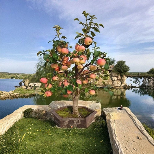 Dwarf Bonsai Apple Tree Seeds – 20 Seeds | Grow Exotic Indoor Fruit Bonsai | Mini Apple Tree for Containers & Bonsai Growing | Unique Garden Gift