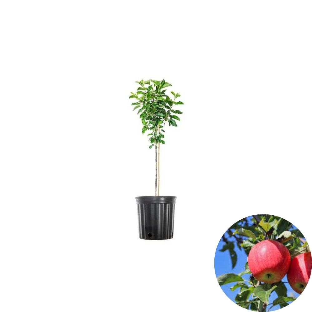 Royal Gala Apple Tree – Malus domestica ‘Royal Gala’ Live Plant | 5 Gallon Size | Sweet Crisp Apple Tree | Backyard Orchard Fruit Tree
