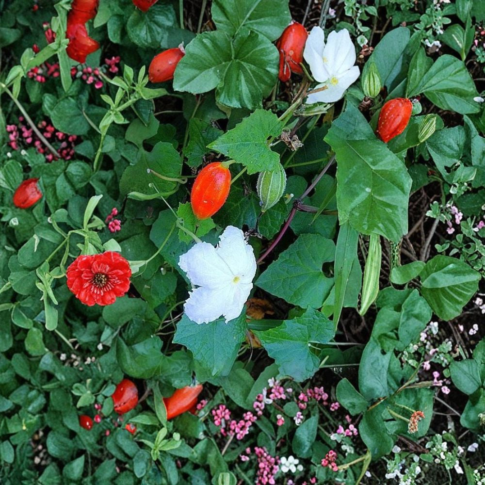 Thai Balsam Pear – Gymnopetalum chinense 10 Seeds | Rare Annual Vine | Edible Red Fruit  Fragrant Fruit Plant | Ornamental Climbing Vine | Exotic Garden Addition