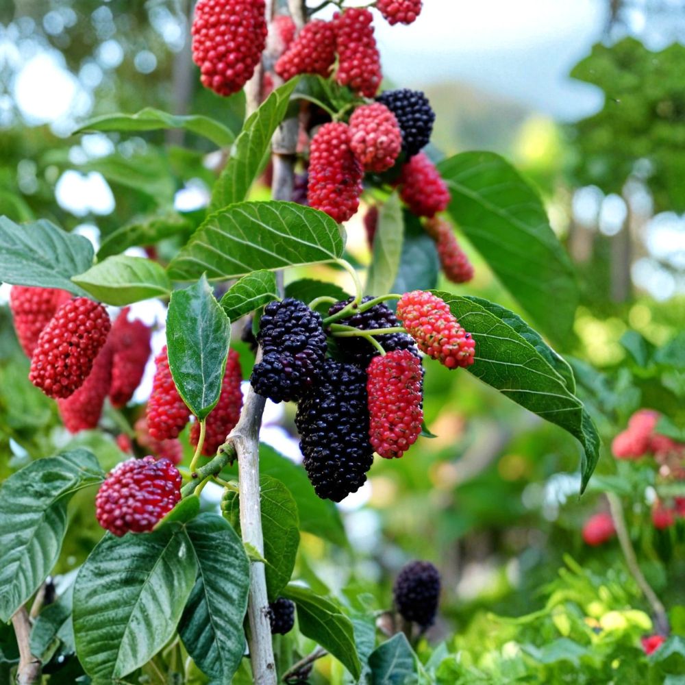 Dwarf Everbearing Mulberry – Morus nigra Live Seedling | 4–6 Inches Tall | Rooted Plant – No Pot  Sweet Berry Fruit Tree | Patio & Backyard Friendly | Easy to Grow