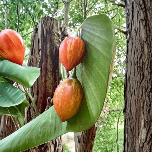 Solanum Betaceum ‘Camo’ – Tree Tomato Cuttings (6 Pack) | Rare Striped Tamarillo Plant | Exotic Fruit Starter | Fast Growing